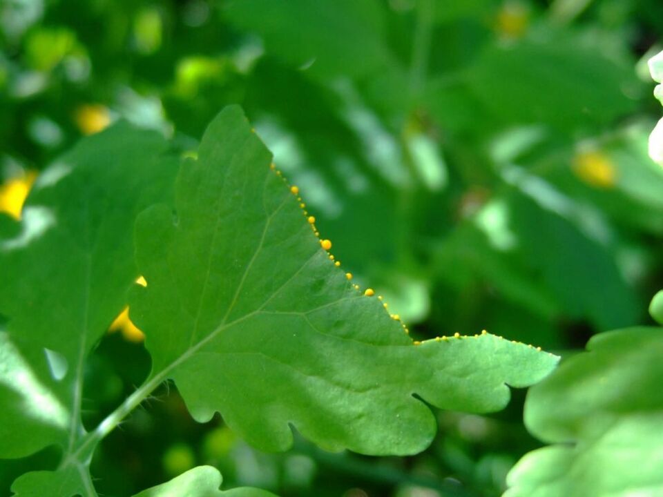Jus médicinal sécrété par les feuilles de chélidoine